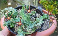 Orbea baldratii 1
